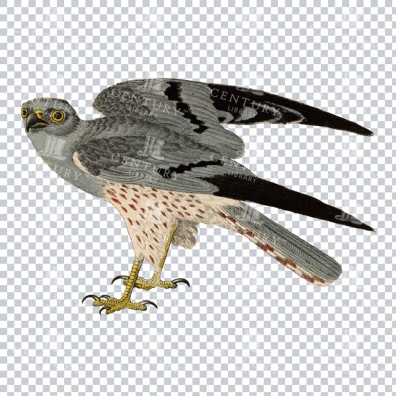 Restored Colored Png Bird Illustration 19