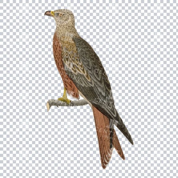 Restored Colored Png Bird Illustration 20