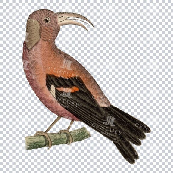 Restored Colored Png Bird Illustration 21