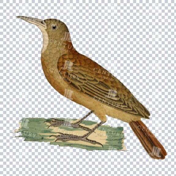 Restored Colored Png Bird Illustration 22