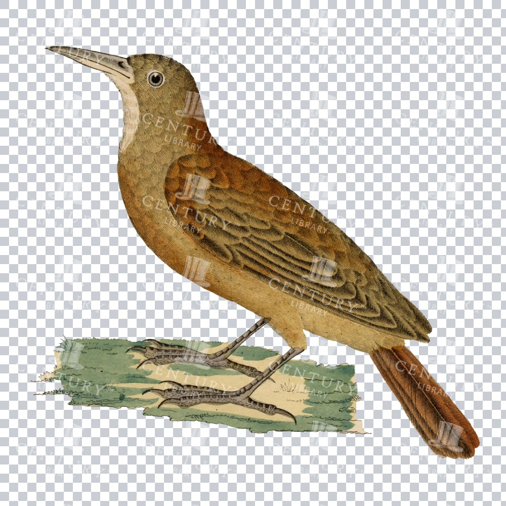 Restored Colored Png Bird Illustration 22