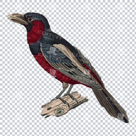 Coloured Isolated Png Of A Black And Red Broadbill