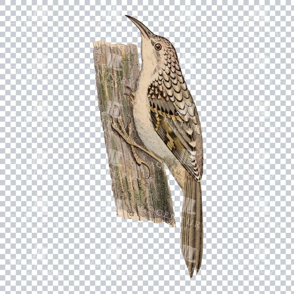 Vintage Png Illustration Of A Brown Creeper Bird