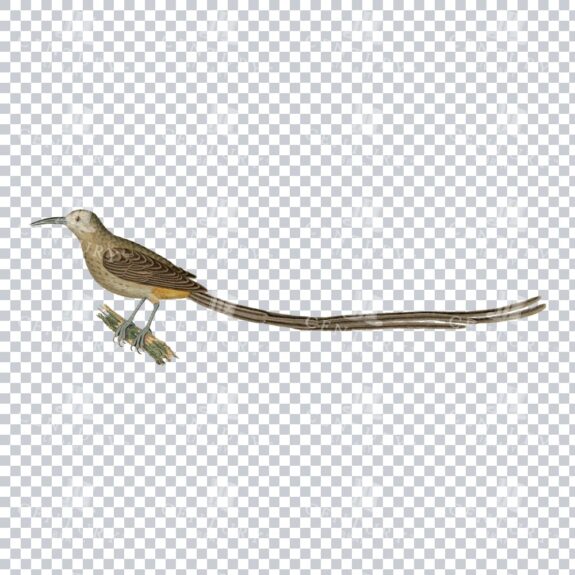 Old Color Png Of A Cape Sugarbird