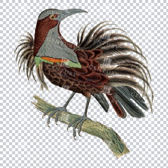 Vintage Transparent Image Of A Epimachus Bird