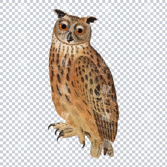 Retro Png Illustration Of A Eurasian Eagle-owl