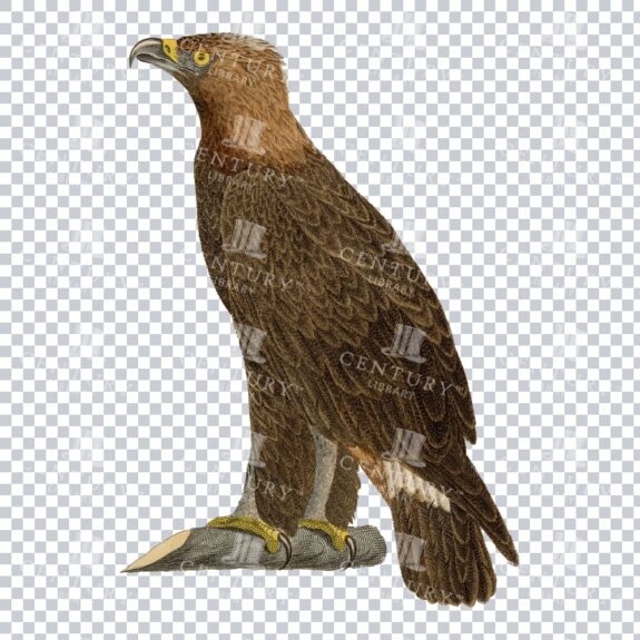Old Restored Vintage Artwork Of A Golden Eagle