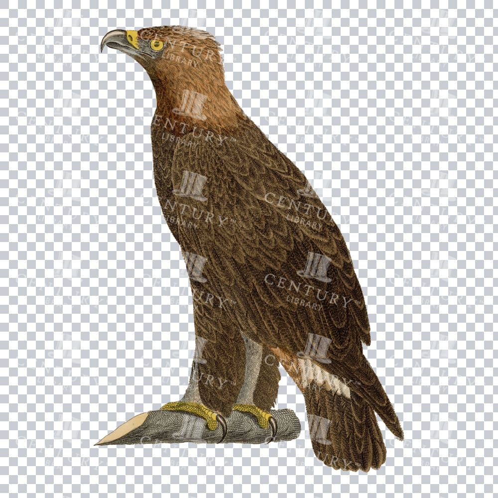 Old Restored Vintage Artwork Of A Golden Eagle