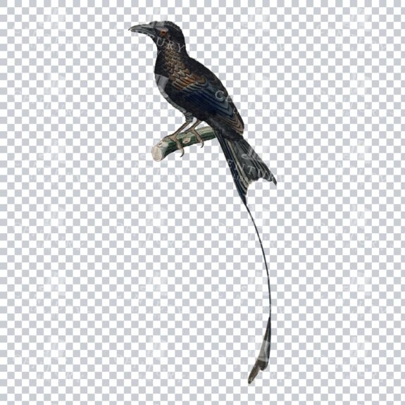Restored Bird Illustration - Greater Racket-tailed Drongo Bird