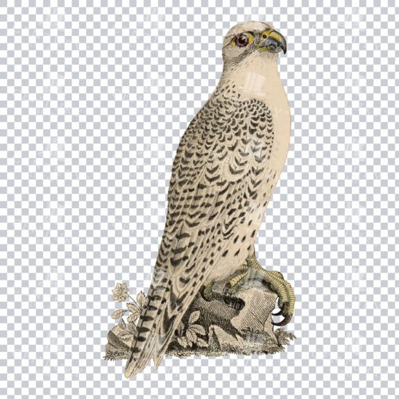 Grey-lined Hawk Vintage Color Illustration