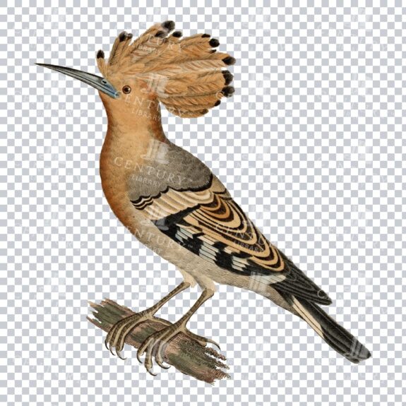 Hoopoe Bird Png Image Restoration