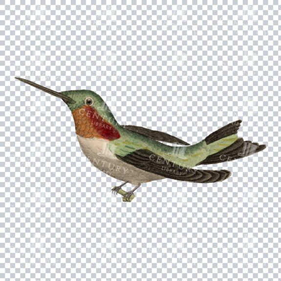 Retro Transparent Png Of A Hummingbird