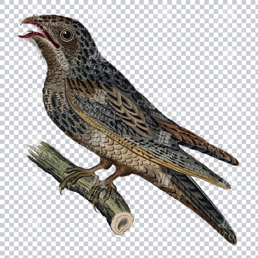 Nightjar Bird - Vintage Png Image