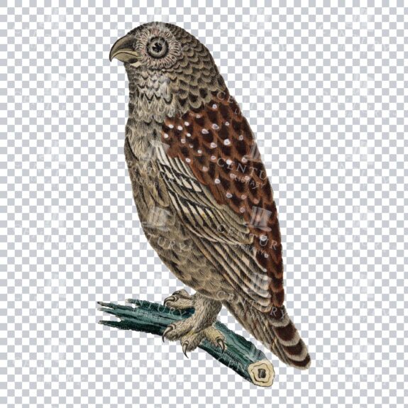 Vintage Bird Illustration - Owl