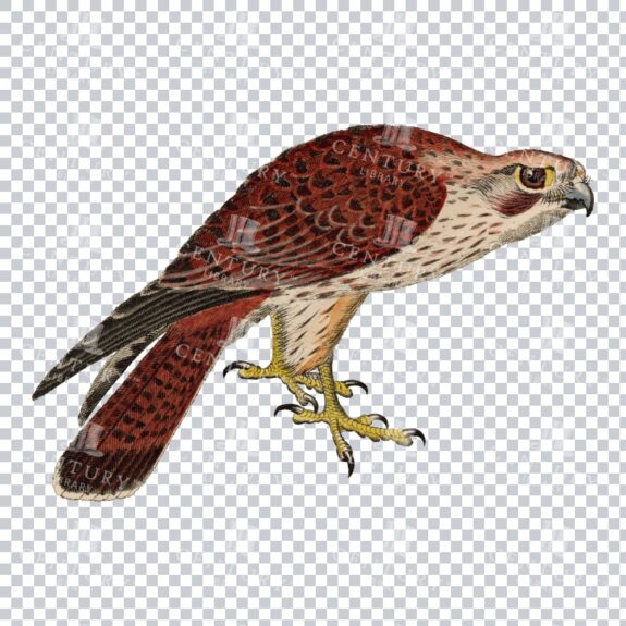 Old Color Illustration Of A Red-shouldered Hawk