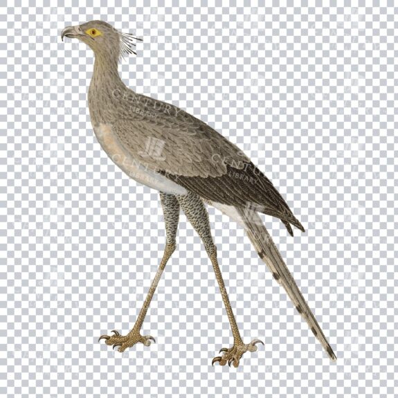Png Color Image Of A Secretarybird