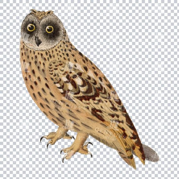 Coloured Isolated Png Of A Short-eared Owl
