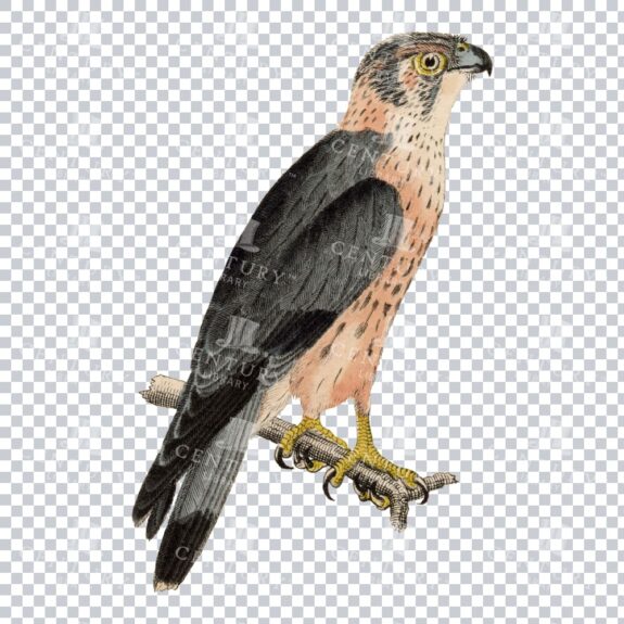 Old Color Png Of A Swainson's Hawk