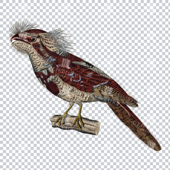 Vintage Transparent Image Of A Tawny Frogmouth