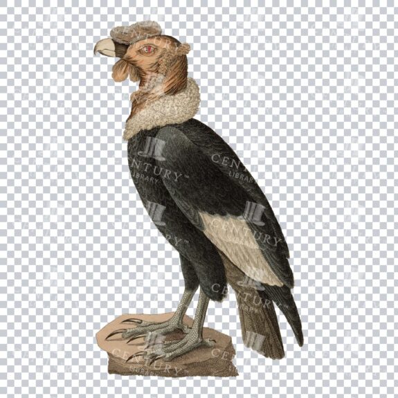 Retro Png Illustration Of A Turkey Vulture
