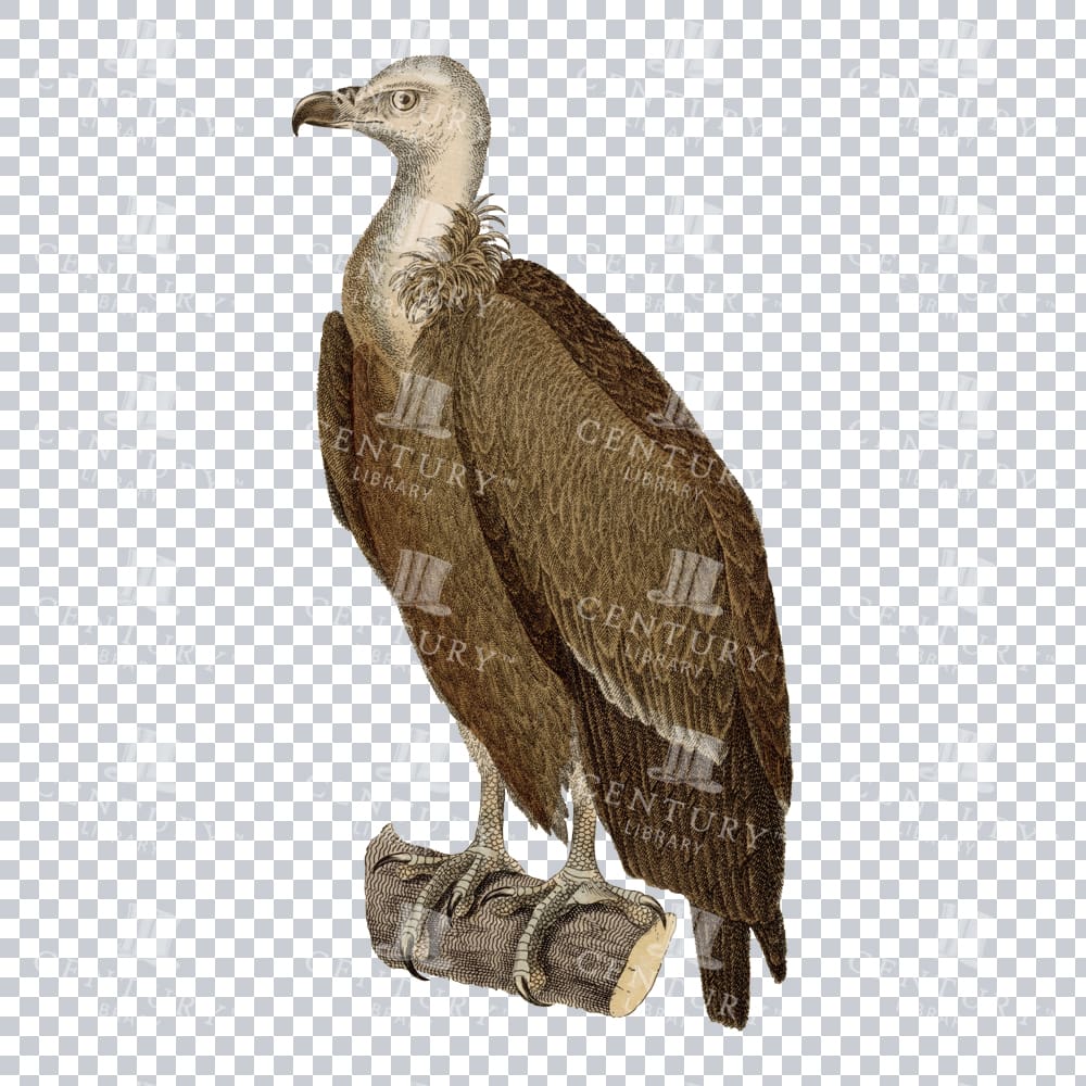 Vulture Png Color Image