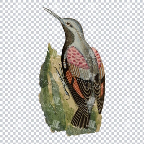 Old Restored Vintage Artwork Of A Wallcreeper Bird