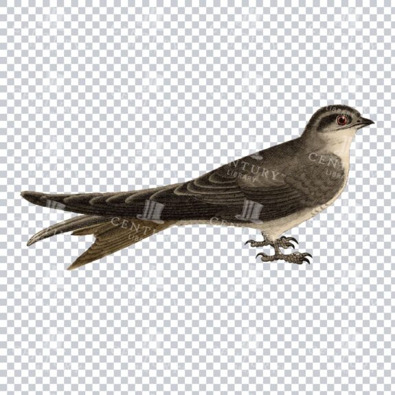 Restored Colored Png Bird Illustration 23