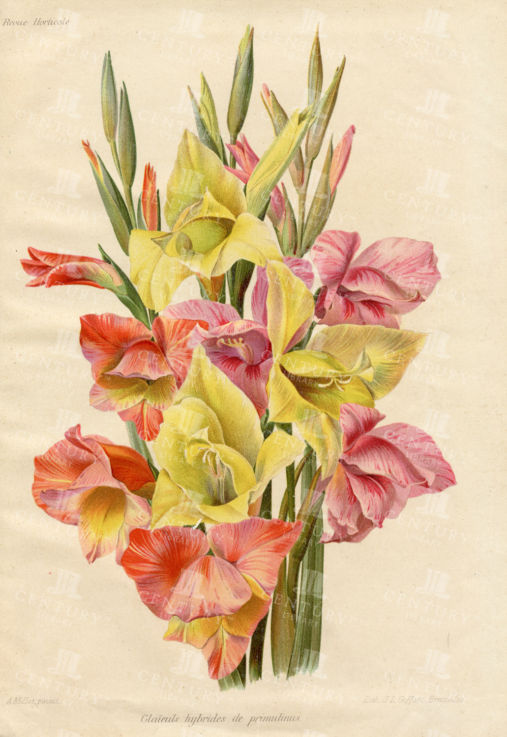 Lovely Botanical Vintage Print - Primulinus Hybrid Gladioli