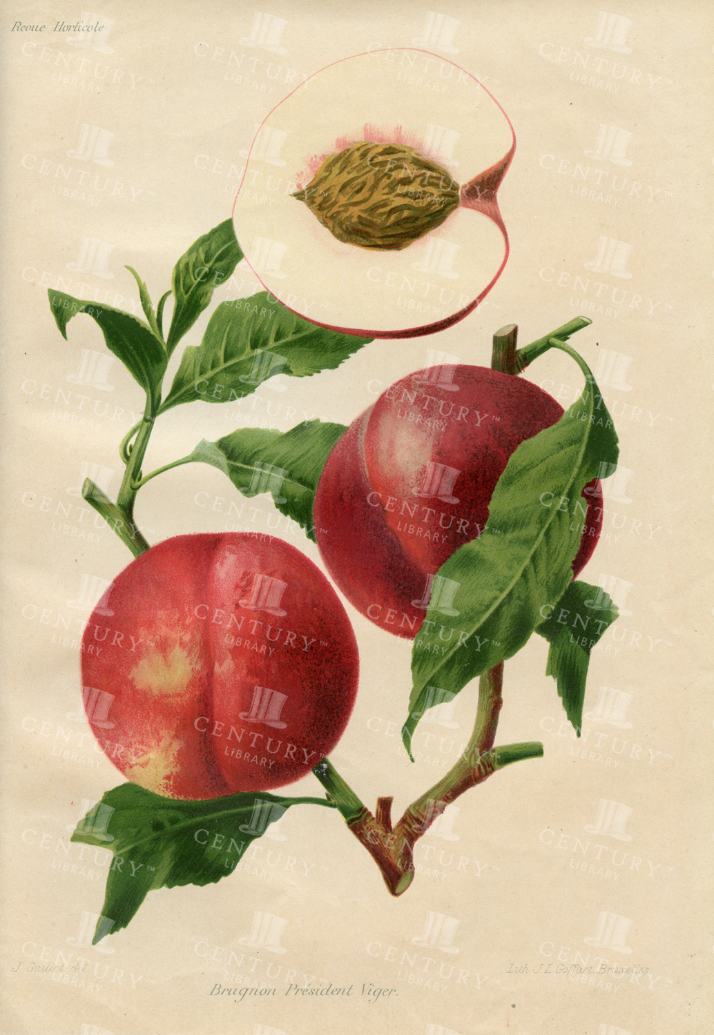 Vintage Botanical Chromolithograph Print - Peach