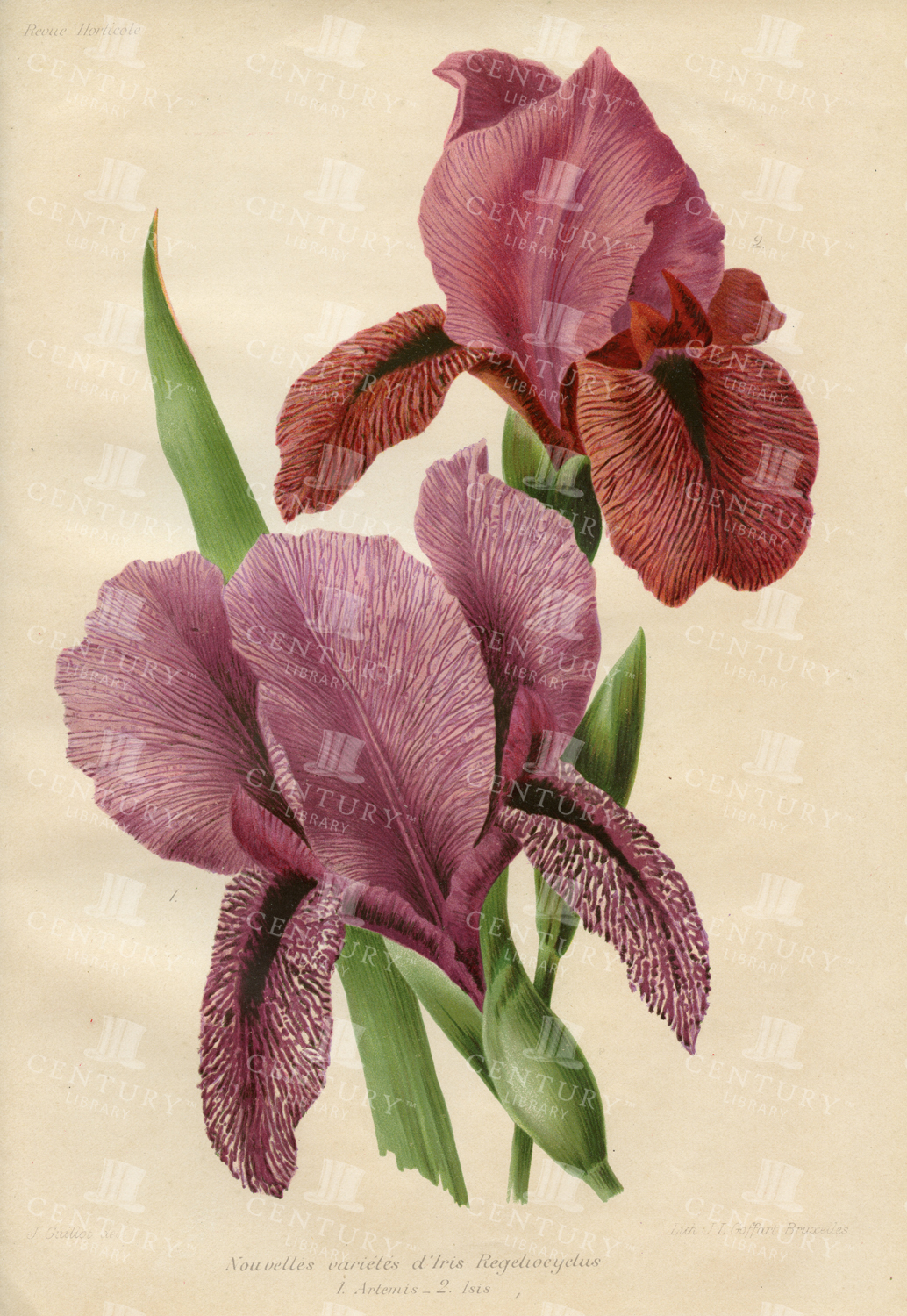 Vintage Botanical Print - New Varieties Of Iris Regelioeyelus