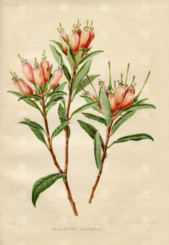 Rhododendron Spinuliferum - Vintage Botanical Print - 1910