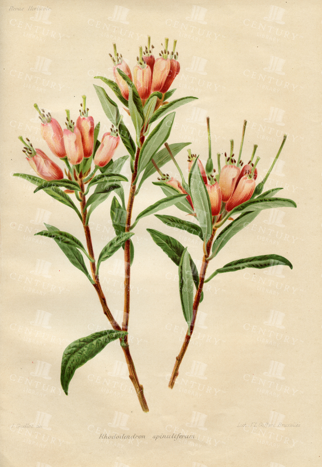 Rhododendron Spinuliferum - Vintage Botanical Print - 1910