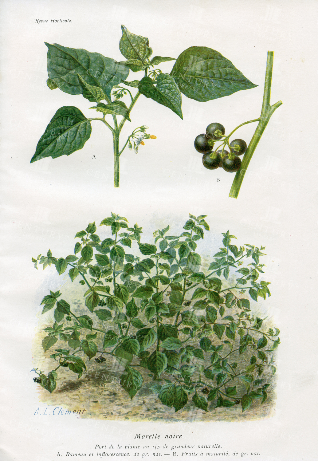 Black Nightshade - Vintage 1910 Botanical Print