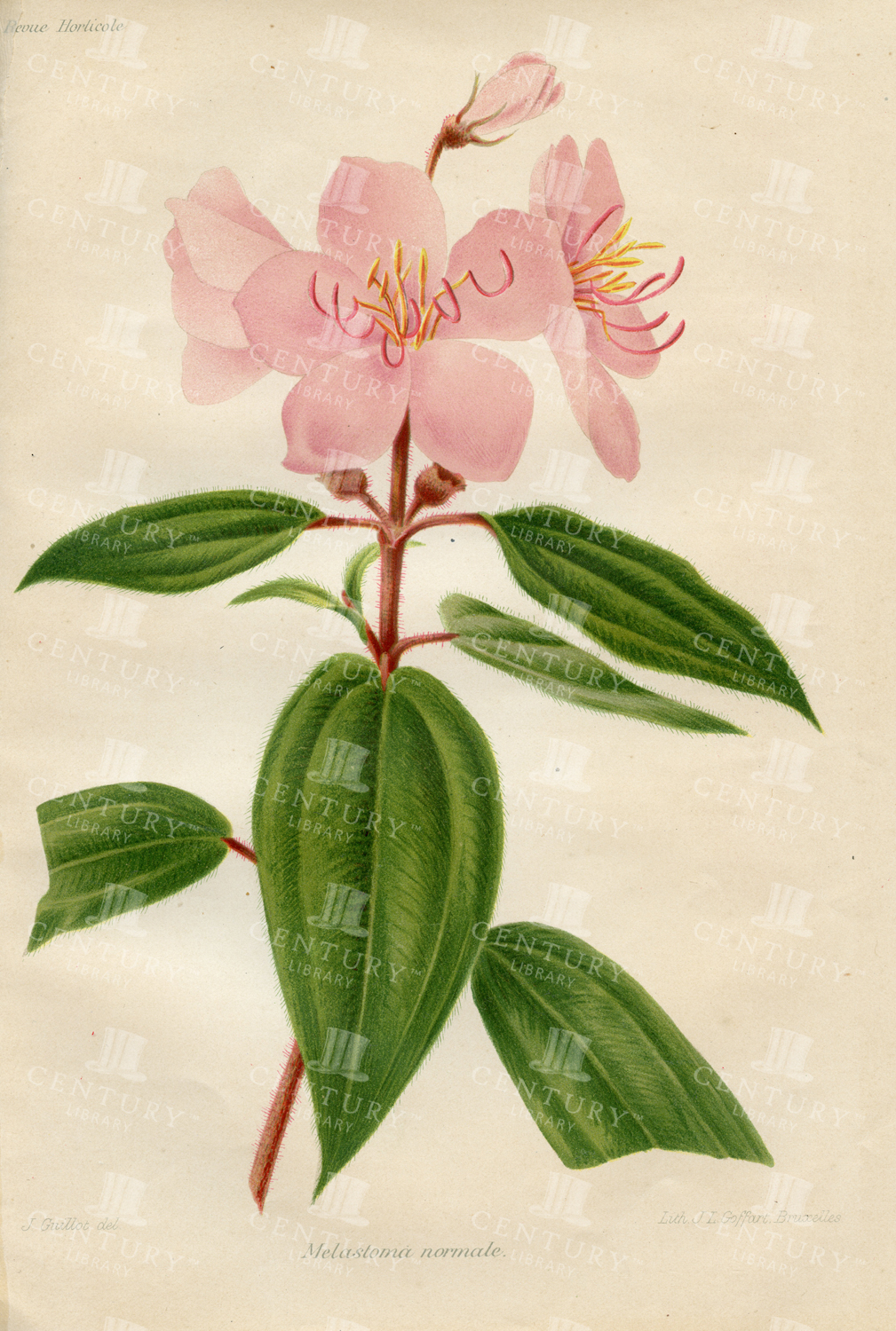 Common Melastoma - Antique 1910 Botanical Print