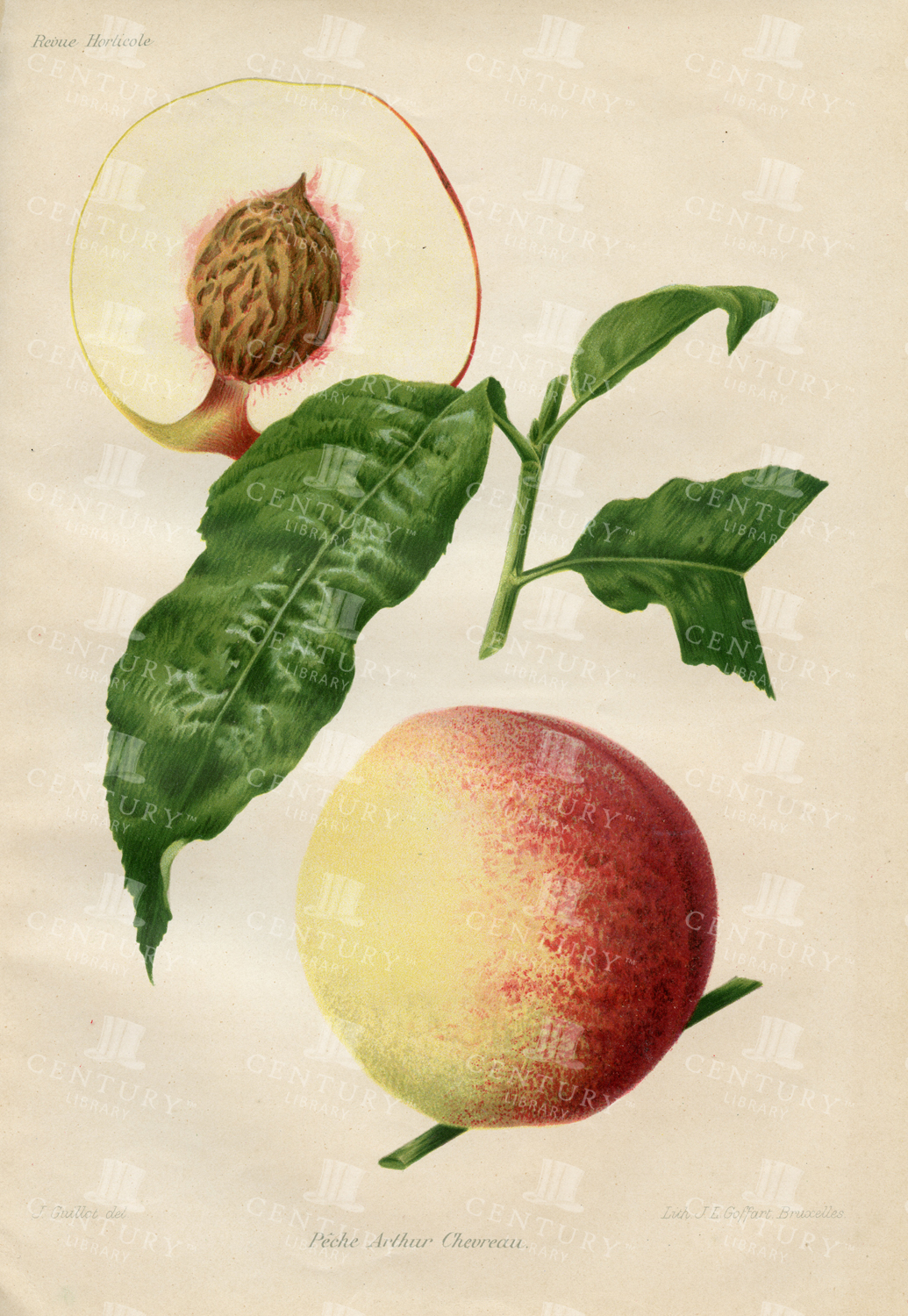 Vintage Chromolithograph Botanical Print - Peach