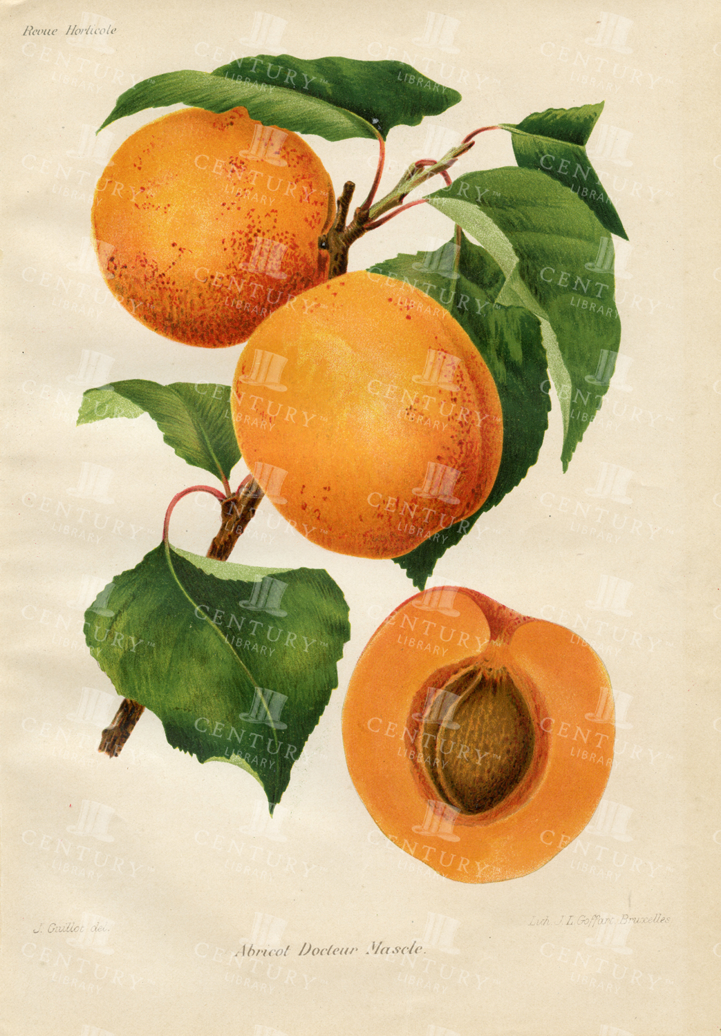Apricot Docleur Mascle - Antique Botanical Fruit Print
