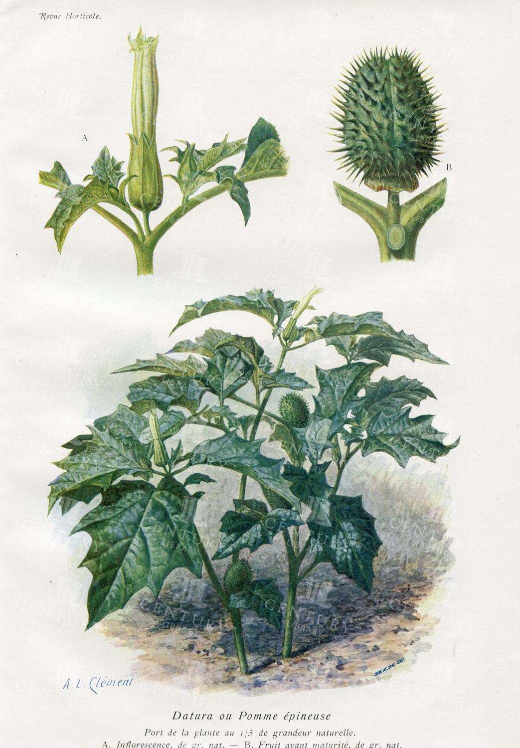 Datura Or Thorn Apple - Vintage Botanical Print - 1910