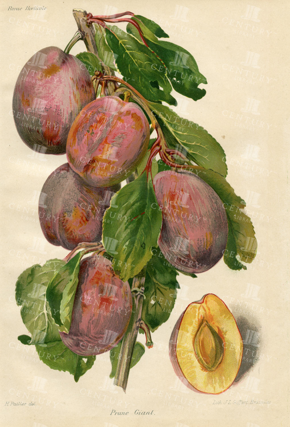 Giant Plum - Vintage Botanical Fruit Print - 1910