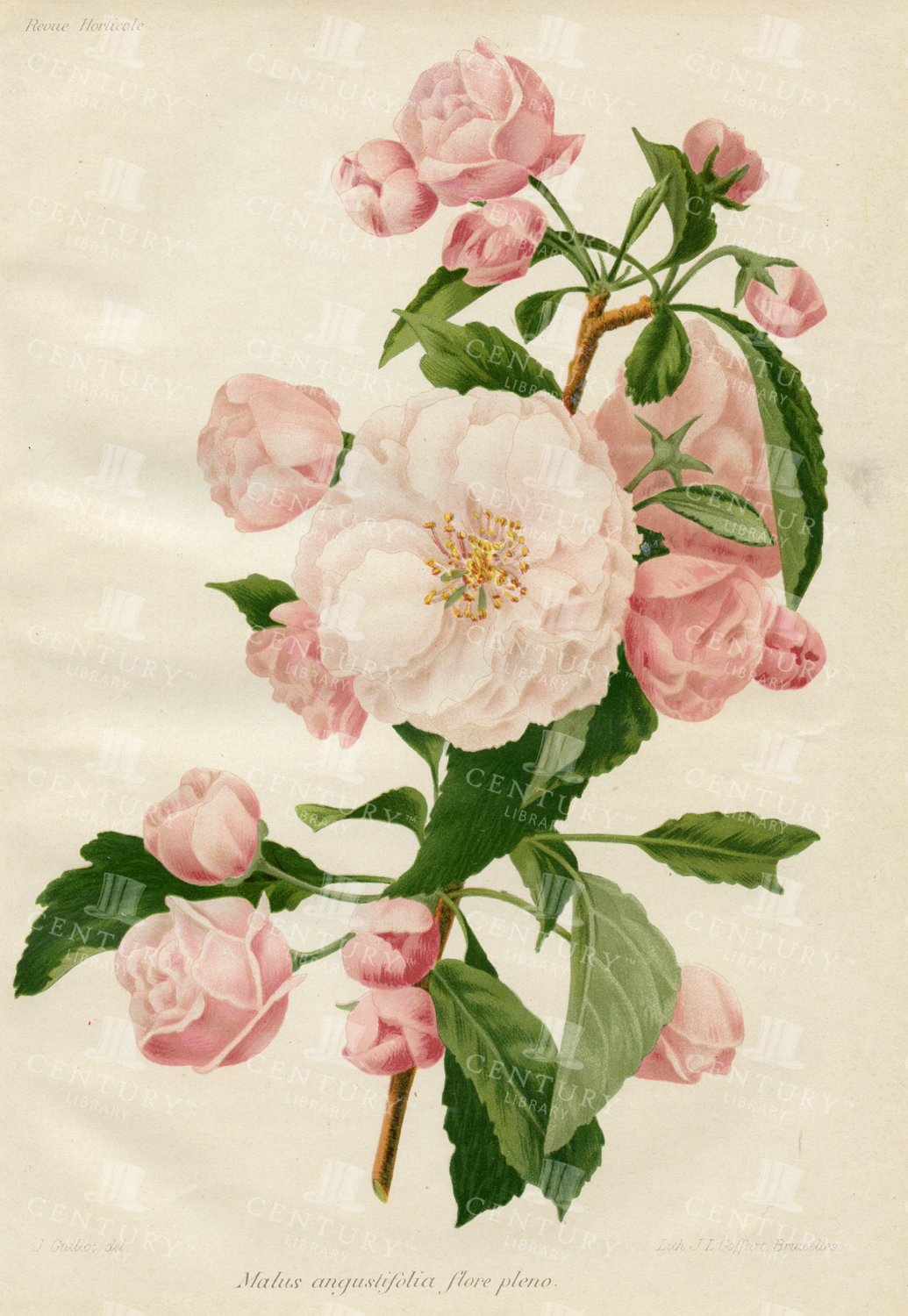 Beautiful Botanical Blossom Tree Print - Vintage 1910
