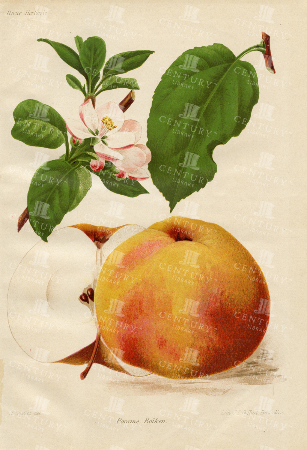 Vintage Botanical Print Of Apple Blossom And Fruit