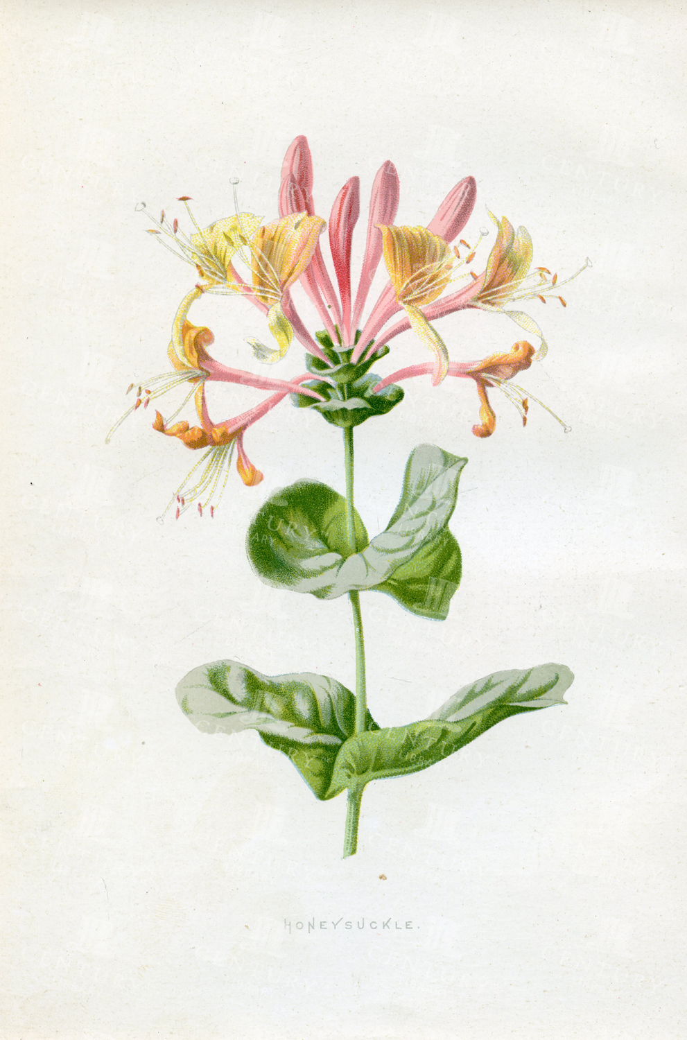 Honeysuckle - Vintage Edward Hulme Chromolithograph Print