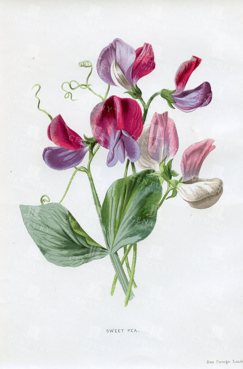 Sweet Pea - Edward Hulme Vintage Print - Chromolithograph