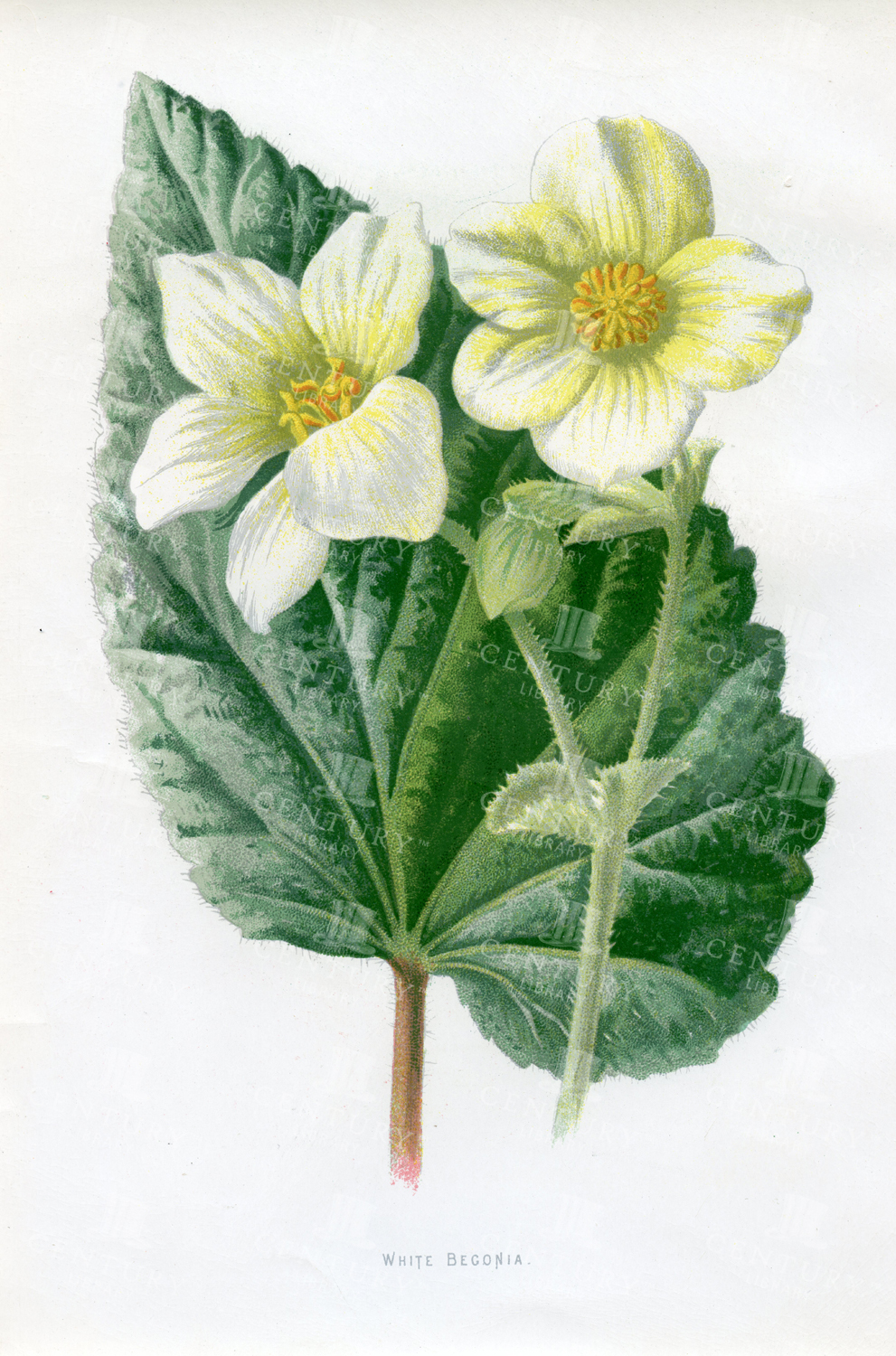 Vintage Botanical Chromolithograph Print - White Begonia