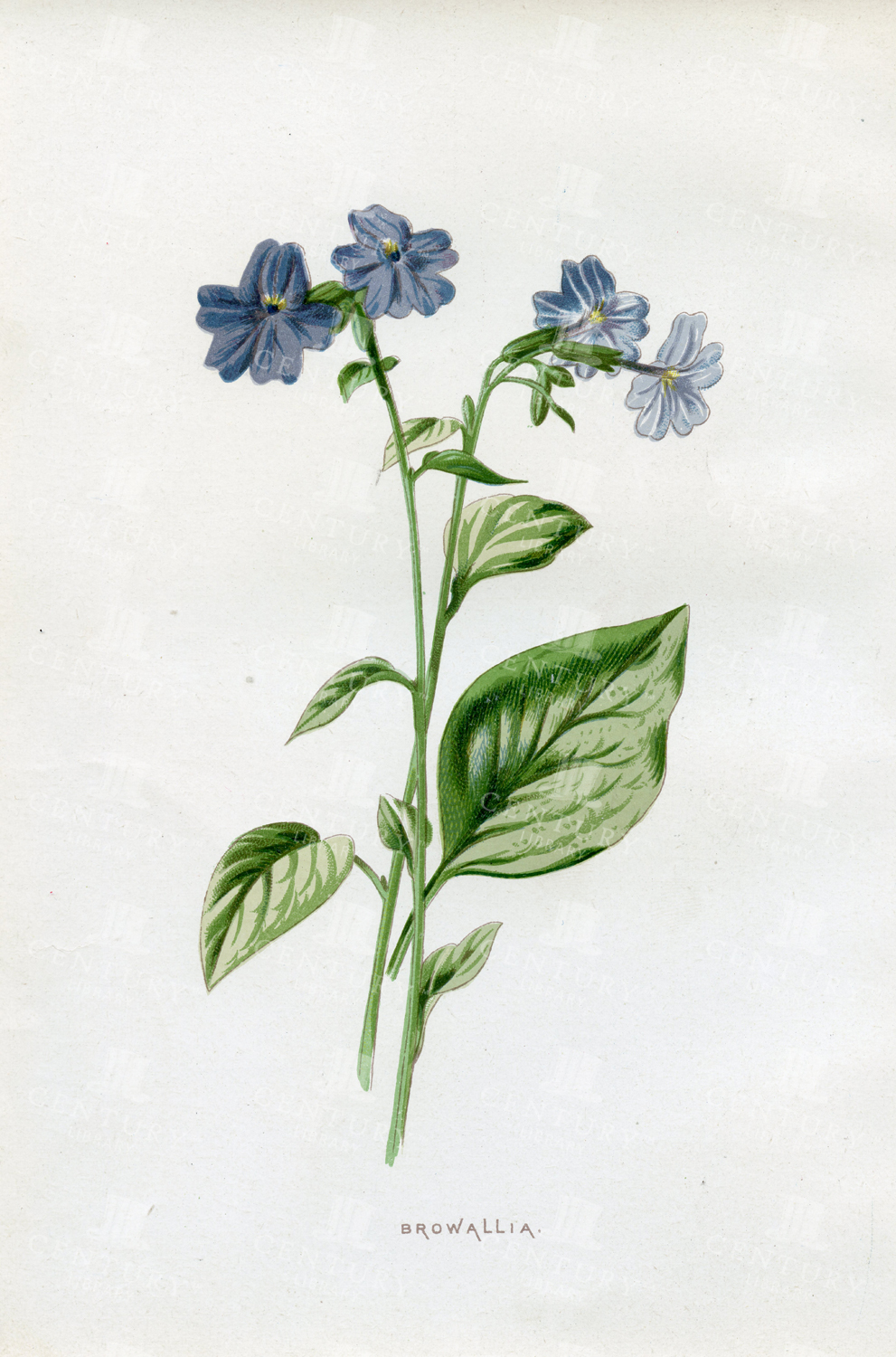 Browallia - Edward Hulme Vintage Botanical Chromo Print