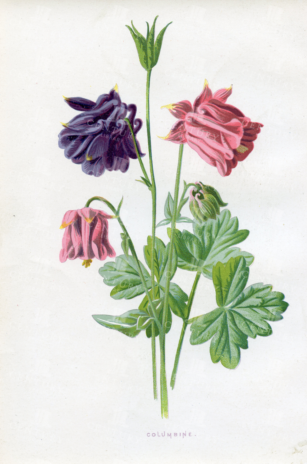 Columbine - Vintage Botanical Chromolithograph Print