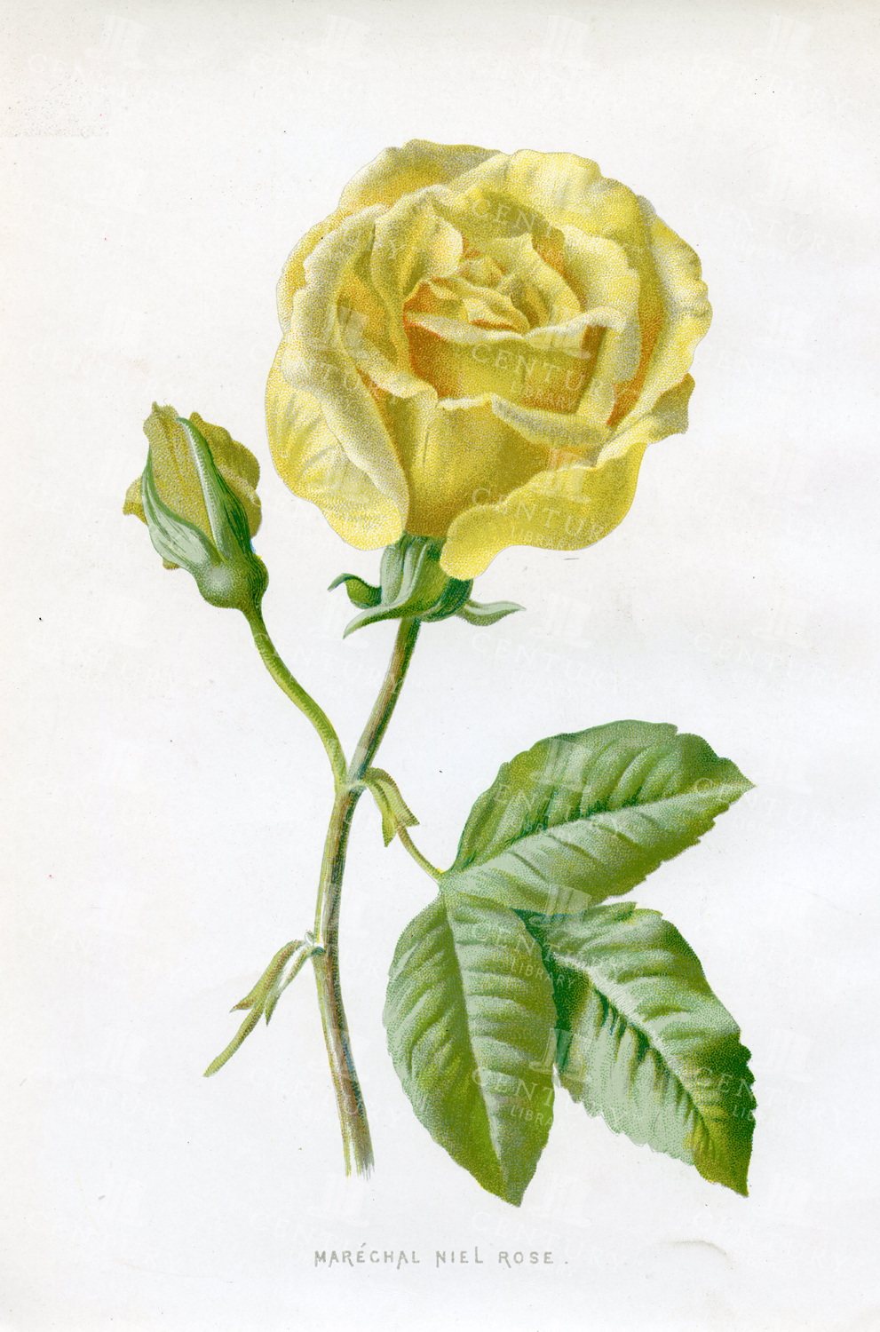 Marechal Niel Rose - Vintage Botanical Print - 1883