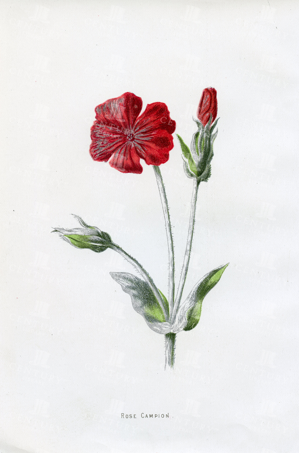 Stunning Vintage Botanical Print - Rose Campion - 1883