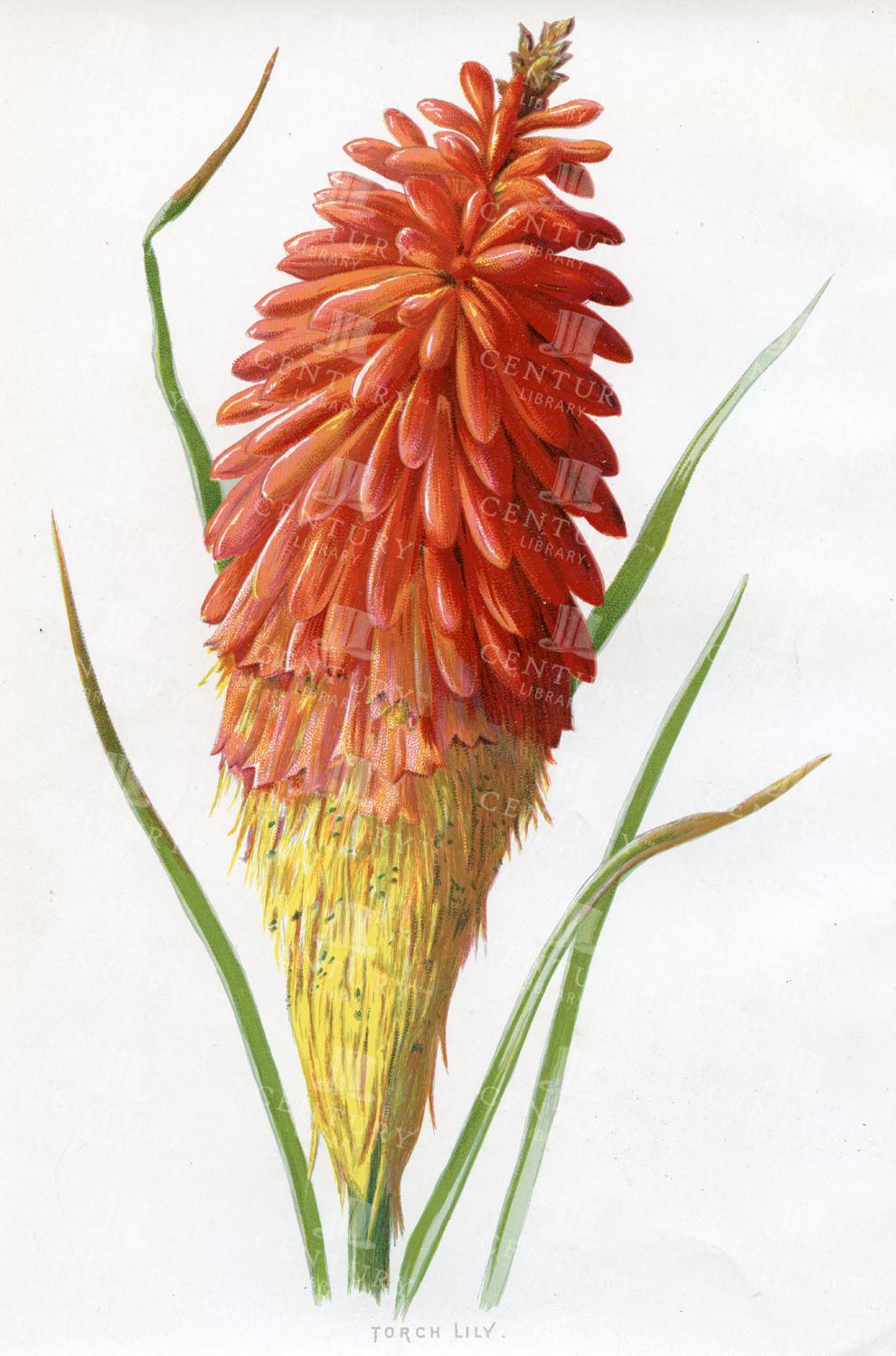 Torch Lily - Vintage Edward Hulme Botanical Chromo Print