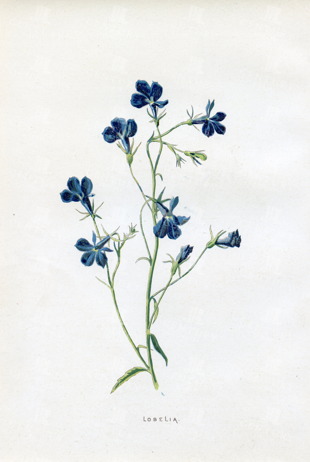 Lobelia - Lovely Vintage Botanical Print - Chromolithograph