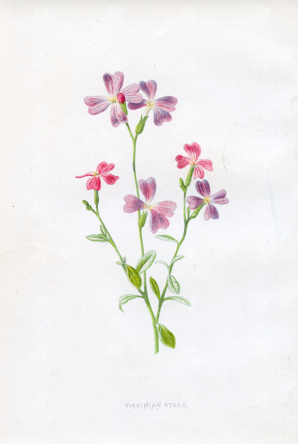 Virginian Stock - Vintage Botanical Chromo Print - 1883